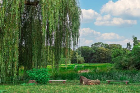 Experience a serene moment at the park bench under the majestic Weeping Willow tree. Its graceful green branches provide shade, creating a peaceful atmosphere for relaxation and rejuvenation.