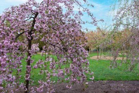 Téléchargez les photos : Une photo de fleurs de cerisier en pleine floraison au parc. Les délicates fleurs roses sont un beau spectacle à voir. Une brise légère bruit les pétales, créant une douche de confettis roses. - en image libre de droit