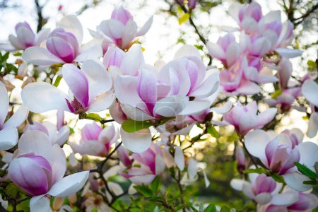 A stunning close-up of a magnolia tree in full bloom. The delicate pink and white flowers are a beautiful sight to behold. A perfect image for spring and nature lovers.