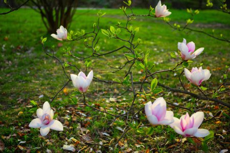 A beautiful magnolia tree with pink and white blossoms, symbolizing purity and grace in natures artistry. Magnolias are beloved for their elegance and charm in gardens worldwide.