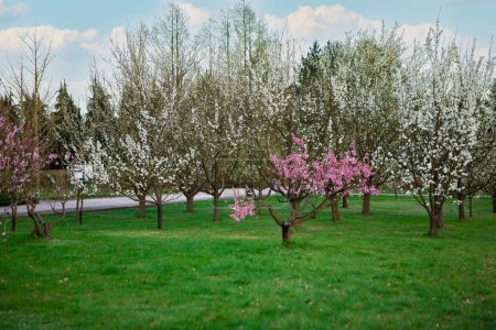 In the vibrant spring season, trees bloom with white and pink blossoms, creating a picturesque scene. Lush green grass complements the beauty, a serene image of natures renewal.