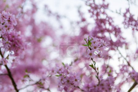 Foto de Un impresionante primer plano capturando los intrincados detalles de flores de cerezo rosadas en plena floración, creando una imagen vibrante y refrescante ideal para temas de primavera y verano.. - Imagen libre de derechos