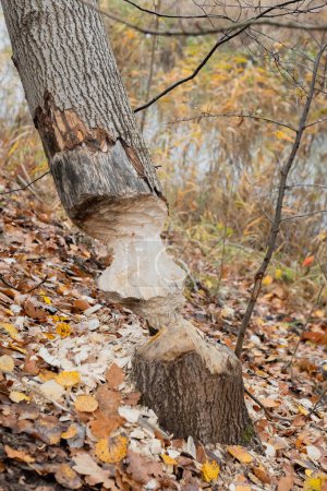 A tree in the forest shows signs of beaver activity with gnaw marks on its base and stripped bark. Despite the damage, the tree remains upright and part of the natural habitat.