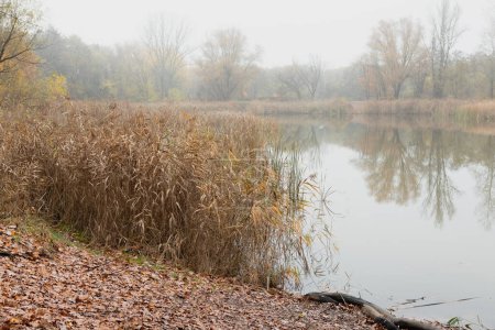 Embrace the serene autumn lakeside with mystical morning fog. Tall grass by the shore, soft mist on still water, ideal for relaxation or as a peaceful backdrop for your projects.