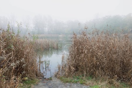 L'image montre une matinée brumeuse au bord du lac. Le brouillard blanc recouvre l'eau et crée une atmosphère mystérieuse. L'herbe haute au premier plan ajoute à la tranquillité de la scène.