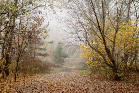 Téléchargez les photos : Une belle photo d'un parc à l'automne. Les arbres sont en couleur, et les feuilles tombent sur le chemin. Le sentier mène au loin, et les arbres créent une belle voûte au-dessus. - en image libre de droit