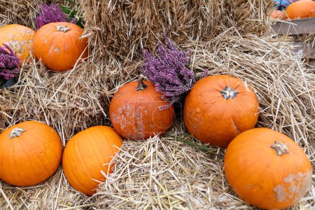 Capture the essence of autumn with a rustic fall still life showcasing pumpkins, dried flowers, and hay bales. Perfect for seasonal projects, Thanksgiving, Halloween, and harvest-themed designs.