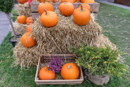 Experience the charm of a rustic fall harvest setting with vivid pumpkins and golden hay bales. Perfect for Thanksgiving, Halloween, or autumn-themed projects, this image creates a cozy atmosphere.