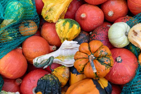 A close-up image of a variety of pumpkins and gourds in a pile at a market. The pumpkins and gourds are of various sizes, shapes, and colors, including orange, yellow, green, and red.