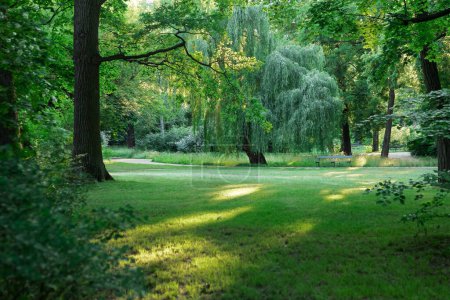 A picturesque park featuring lush green lawns and towering trees, creating a tranquil setting ideal for relaxation, leisurely walks, and enjoyable picnics with loved ones.