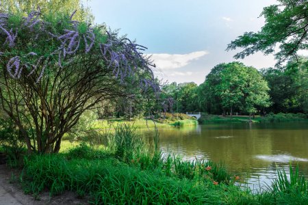 Parc verdoyant avec lac serein, arbres majestueux, fleurs violettes, buissons luxuriants, ciel bleu clair, nuages blancs. Cadre tranquille pour se détendre et profiter de la beauté de la nature.