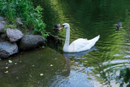 A white swan gracefully glides in a serene pond, surrounded by lush greenery. Tranquil scene emanates peace, capturing natures timeless beauty with reflections on the water surface.
