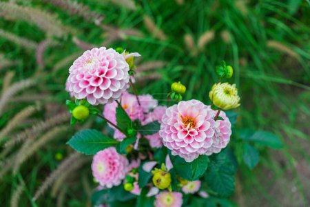 Un primer plano que muestra la belleza de las flores de la dalia rosa en plena floración, en un contexto de exuberante follaje verde. Esta vibrante imagen es perfecta para diseños de verano o primavera.