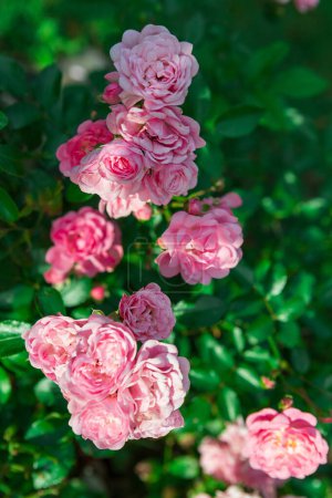 A close-up of delicate pink roses in full bloom, creating a romantic atmosphere. Intricate details capture velvety petals and delicate veins. Adds elegance to any project.
