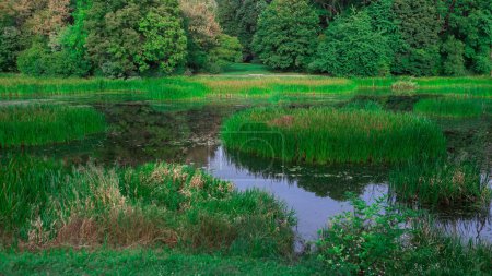 Disfrute de la serena belleza de un parque con un estanque tranquilo y exuberantes árboles verdes. Dos individuos pasean en medio del vibrante paisaje, creando un pintoresco entorno de paz y armonía.