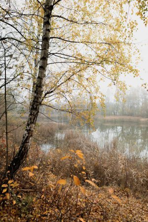 A tall birch tree stands on the edge of a lake on a foggy autumn day. The yellow leaves of the tree are falling into the water. The lake is calm and still. The sky is obscured by the fog.