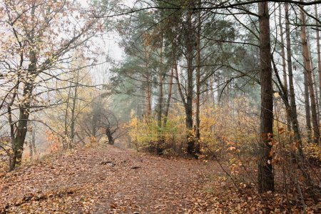 Sentier rural tranquille serpentant à travers une forêt d'automne animée, baignée de feuilles dorées. Idéal pour les campagnes de marketing saisonnier ou les designs à thème nature, évoquant tranquillité et nostalgie.