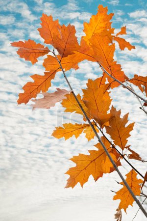 Close-up of an oak branch against a white background, showing the beautiful orange autumn leaves with smooth edges and visible veins. Suitable for use as a background or in nature-themed designs.