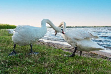 Two swans on the lake shore, necks entwined, wings spread in aggression. A territorial battle or mating ritual unfolding. The showdown may continue for hours as they assert dominance.