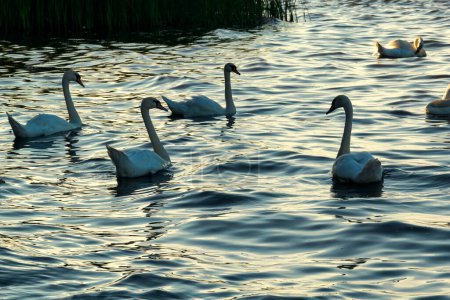 As the sun sets, seven swans gracefully glide across a calm lake, illuminated by the warm colors of dusk. The serene scene captures the tranquility and beauty of nature at the end of the day.