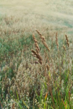 Primer plano de las orejas de avena maduras en un campo de oro en un día soleado. Vista de ángulo bajo con un fondo borroso. Listo para la cosecha, cálido, acogedor, evoca el verano y la abundancia.