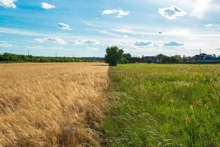 Un paysage rural serein avec des champs de blé doré se balançant doucement dans la brise, entouré de prairies verdoyantes sous un ciel bleu clair. Le soleil brille chaleureusement sur la scène paisible.