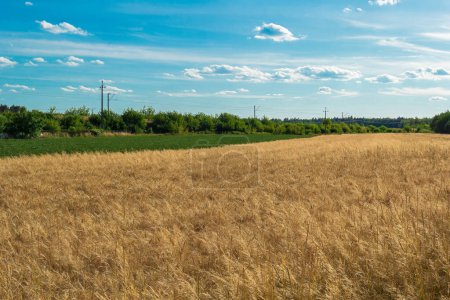 Téléchargez les photos : Un champ de blé doré pittoresque sous un ciel bleu avec des nuages blancs et duveteux par une journée d'été ensoleillée. L'image est idéale pour une utilisation comme arrière-plan pour le texte ou comme bannière de site Web. - en image libre de droit