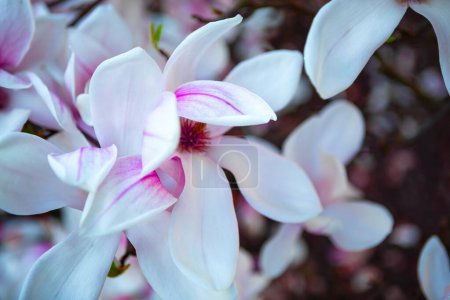 Un superbe plan macro d'une délicate fleur de magnolia, capturant ses pétales complexes et ses teintes vibrantes. Parfait pour les projets à thème printanier, les illustrations botaniques ou comme fond de texte.