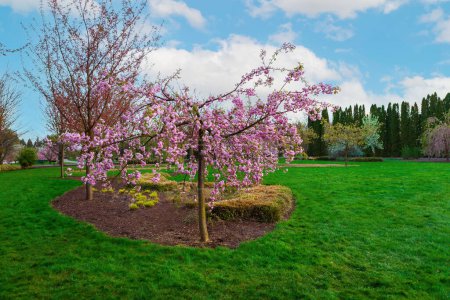 Ein weinender Kirschbaum mit rosa Blüten ist ein fesselnder Anblick im ruhigen Frühlingsgarten, der die Schönheit des sattgrünen Rasens mit seiner eleganten Präsenz und bezaubernden Aura der Ruhe unterstreicht..