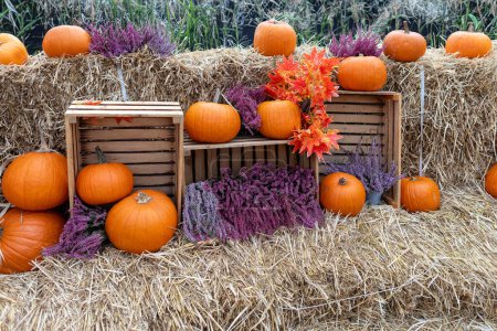 Erleben Sie die gemütliche Essenz des Herbstes mit einem charmanten Stillleben mit Kürbissen und Kürbissen auf einem Heuballen unter der warmen Herbstsonne, perfekt für Thanksgiving und Halloween-Dekor.