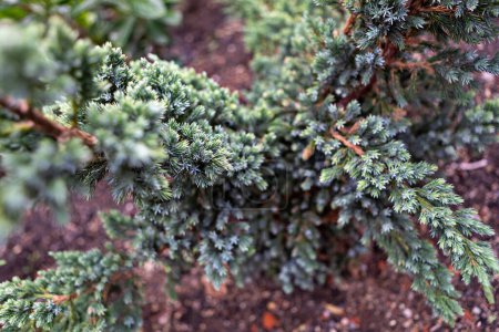 The Blue Star juniper is a popular evergreen shrub with silvery-blue foliage. It is a low-maintenance plant that is perfect for adding color and texture to your landscape.