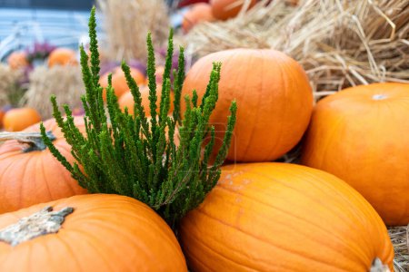 Colorful pumpkins and gourds in different sizes and shapes on straw at farmers market. Includes white pumpkins, orange pumpkins, long thin gourds, round gourds, creating a vibrant display.