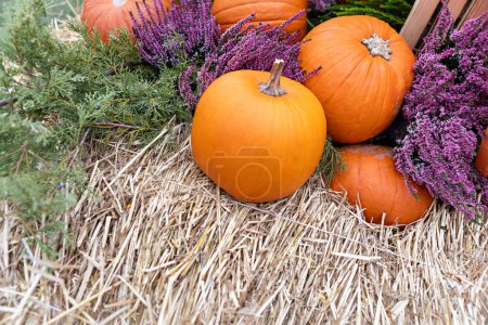 Eine lebhafte Präsentation von Kürbissen und Heidekraut auf Heu auf einem Bauernmarkt mit einer Vielzahl von Orange- und Lila-Tönen. Ideal für Herbstdekoration und festliche Anlässe.
