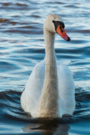 Photo for A graceful white swan glides across the deep blue water, its feathers glistening in the sunlight. The swans long neck curves gracefully as it moves peacefully, surrounded by tall grass and trees. - Royalty Free Image