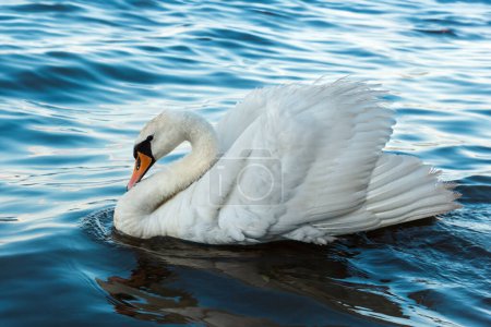 A majestic swan glides across the water, creating ripples and shimmering reflections. This serene scene captures the beauty and tranquility of nature, evoking a sense of peace.