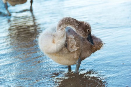 Close-up of fluffy brown baby swan in water. Swan looking at camera, feathers wet and glistening. Water is clear, reflecting light. Background a blur of green, blue, sun through trees.