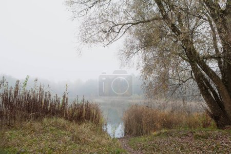 A misty lake in the morning with a tree in the foreground. The calm water reflects the sky above. Bare trees and scattered leaves add to the peaceful and serene scene.
