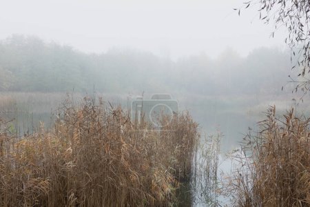 A misty lake in the morning with long grass in the foreground creates a peaceful and serene scene. The soft light and muted colors give the photo a dreamlike quality.