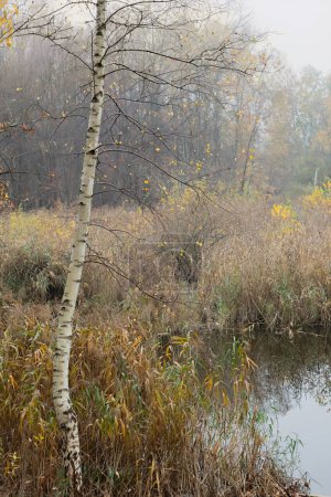 Lonely birch tree in the autumn forest near the pond. The tree has white bark and branches without leaves, the grass near the tree is yellow and dry, and the pond is calm with a smooth surface.