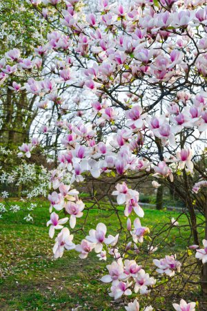 Un cautivador primer plano de flores de magnolia rosa en plena floración con detalles intrincados sobre un fondo borroso. Perfecto para sitios web, blogs o impresiones de oficina en el hogar.