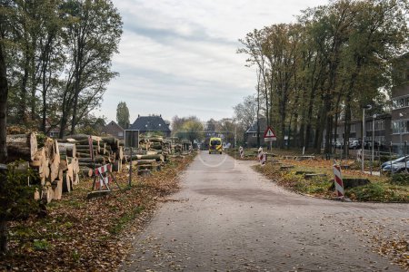 Téléchargez les photos : Les hêtres de l'avenue près de l'hôpital Doetinchem ont été coupés, parce qu'ils meurent de sécheresse et de dépôts d'azote - en image libre de droit