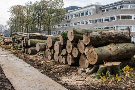Téléchargez les photos : Tas de bois de hêtres malades, morts de sécheresse et de dépôts d'azote, près de l'ancienne avenue de l'hôpital Doetinchem - en image libre de droit