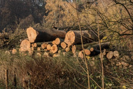 Téléchargez les photos : Tas de bois avec troncs de hêtres malades et abattus morts pour la sécheresse et les dépôts d'azote dans la zone naturelle kruisbergse Bossen en automne - en image libre de droit