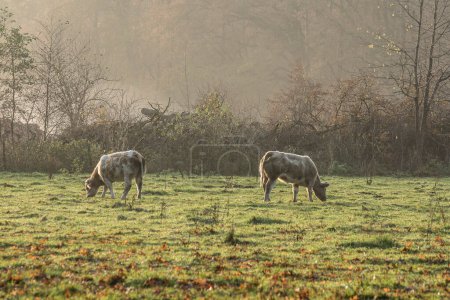 Téléchargez les photos : Jeunes vaches pâturant dans une prairie dans la zone naturelle Kruisbergse Bossen par une journée ensoleillée et brumeuse en automne - en image libre de droit