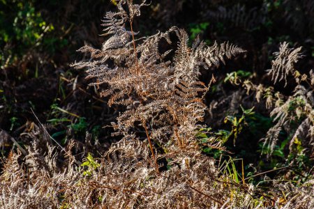 Foto de Skeleton of a fern in the nature area Slikken of Flakkee in winter - Imagen libre de derechos