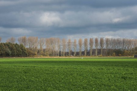 Foto de A row of poplars in a sunbeam on a cloudy day in the polder of Goeree Overflakkee - Imagen libre de derechos