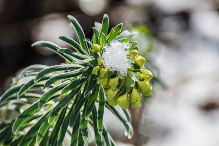 Téléchargez les photos : Euphorbe fleurie recouverte de chapeau de neige au début du printemps dans le jardin de la ville - en image libre de droit