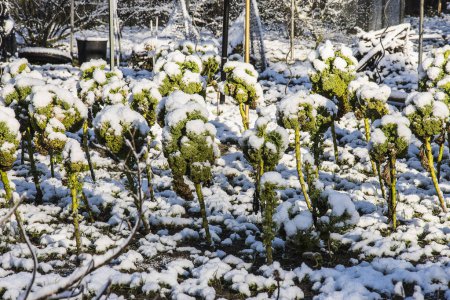 Foto de Col rizada cubierta de nieve en el jardín de parcelas - Imagen libre de derechos