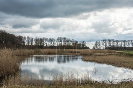 Téléchargez les photos : Nouvelle nature dans les bassins d'eau avec roselières faites pour des périodes d'eau temporairement élevées dans la rivière Oude IJssel - en image libre de droit