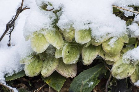 Téléchargez les photos : Helleborus recouvert de neige et de glace par une journée ensoleillée en hiver dans le jardin de la ville - en image libre de droit